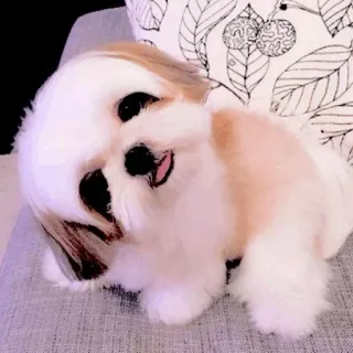 🥺 chó, chó con, dễ thương, thú cưng, shih tzu, động vật, nhà telegram sticker
