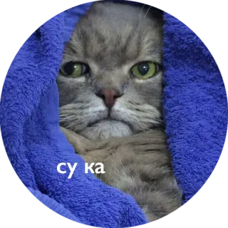 💩 сука kat, boos, russisch, handdoek whatsapp sticker