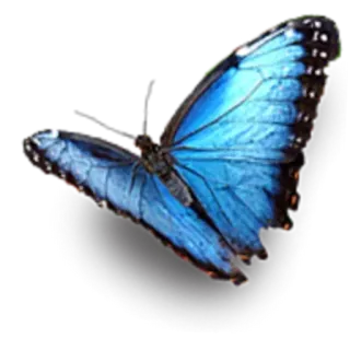 🌟 vlinder, blauw, insect, natuur, dier, vleugels telegram sticker