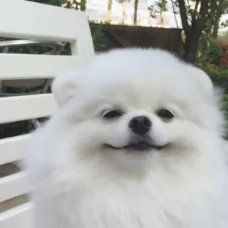 ☺️ dog, pomeranian, puppy, white, cute, animal, pet telegram sticker