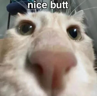 😍 nice butt gato, meme, engraçado, animal, animal de estimação telegram sticker