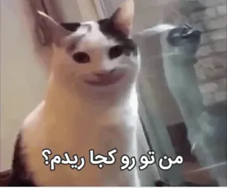 😂 من تورو کجا ریدم؟ cat, meme, funny, animal telegram sticker