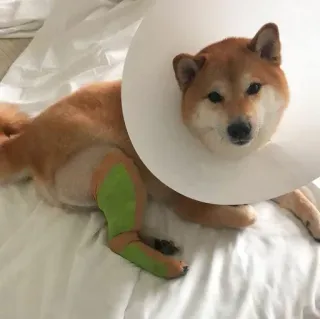 ❤️ dog, shiba inu, cone, bandage, injured, pet, animal telegram sticker