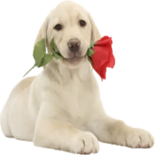 🌹 Hund, Rose, süß, Tier, Blume, Welpe, Golden Retriever telegram sticker