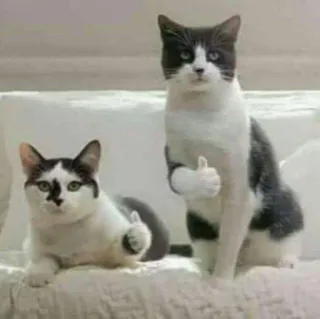 👍 고양이, 엄지척, 동물, 웃긴, 밈 telegram sticker