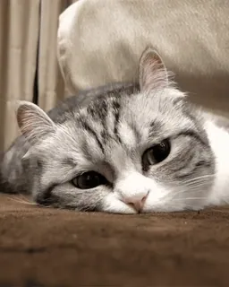 ๐ cat, animal, pet, domestic cat, mammal, feline, cute telegram sticker