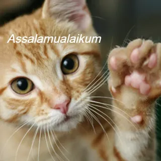👋 Assalamualaikum แมว, ทักทาย, สัตว์, แมวลายส้ม, เป็นมิตร, อุ้งเท้า telegram sticker