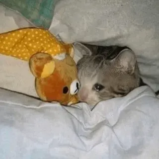 🐈 gatto, gattino, triste, carino, peluche, letto, animale domestico, assonnato whatsapp sticker