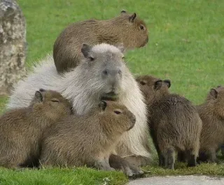 🥰 kapibara, zwierzęta, gryzonie, dzika przyroda, słodkie, natura telegram sticker