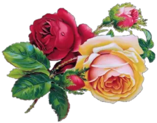 🌹 flowers, roses, red, yellow, floral, nature, bouquet telegram sticker