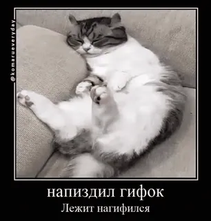 😴 напиздил гифок 
Лежит нагифился gato, meme, engraçado, animal, dormindo, russo whatsapp sticker