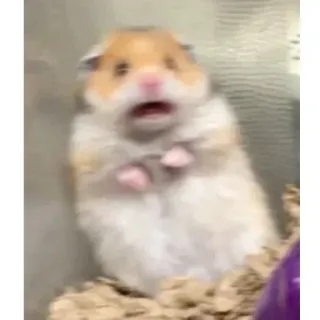 😨 hamster, fofo, animal, roedor, animal de estimação, engraçado, meme telegram sticker