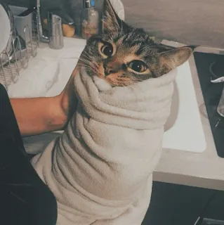 🐱 kot, ręcznik, zwierzę, zwierzę, słodki, owinięty telegram sticker