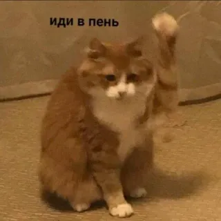 😡 иди в пень kucing, rusia, idiom, ofensif, meme, hewan telegram sticker