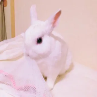 🐰 rabbit, bunny, white, cute, animal, pet, domestic whatsapp sticker
