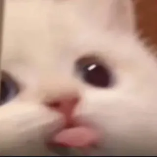 😛 gato, animal, mascota, lindo, gatito, gracioso telegram sticker