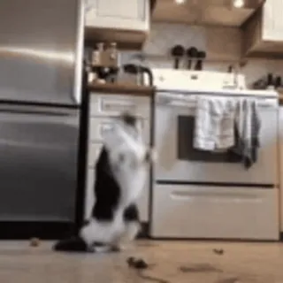 🥺 cat, kitchen, funny, animal, domestic animal, pet, kitchen interior telegram sticker