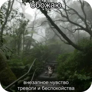 😊 обожаю
внезапное чувство
тревоги и беспокойства cat, forest, mood, anxiety, nature, fog, stairs whatsapp sticker