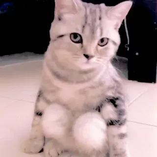 🥺 mèo, mèo con, dễ thương, động vật, thú cưng, vật nuôi telegram sticker