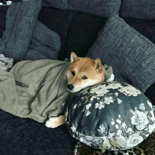 😐 chien, shiba inu, animal, coussin, canapé, animal de compagnie, détente, confortable whatsapp sticker