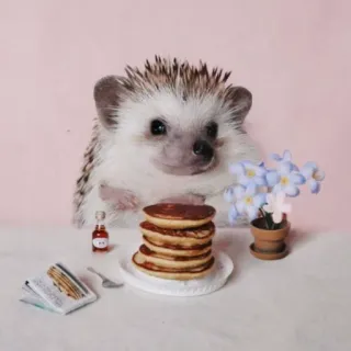🦔 riccio, pancake, colazione, carino, animale, fiori whatsapp sticker