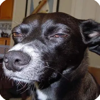 😑 dog, animal, pet, funny, meme telegram sticker