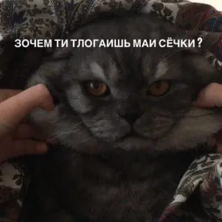 🤨 ЗОЧЕМ ТИ ТЛОГАИШЬ МАИ СЁЧКИ ? gatto, animale, animale domestico, carino, russo whatsapp sticker