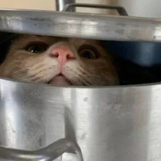 🥘 猫, 動物, ペット, キッチン, 鍋, 面白い telegram sticker