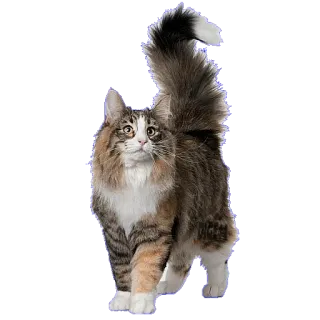🥳 chat, animal de compagnie, animal, félin, chat domestique, mammifère whatsapp sticker