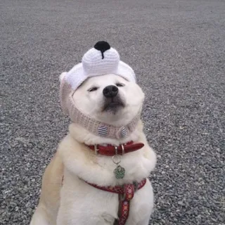 🙄 chien, chapeau, mignon, animal, animal de compagnie telegram sticker