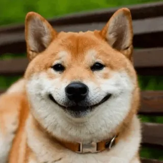 🐕 perro, shiba inu, mascota, animal, lindo, sonriendo, feliz whatsapp sticker