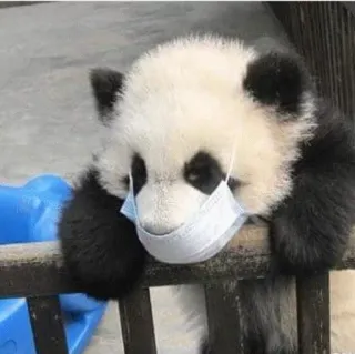 😵 Panda, Máscara, Animal, Fofo, Mamífero, Urso, Pandemia telegram sticker