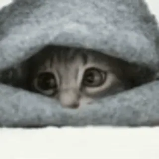 🐨 кот, милый, животное, питомец, котенок, прячется whatsapp sticker