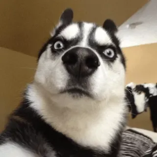 💧 animal, dog, husky, pet, cute whatsapp sticker