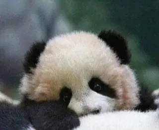 😡 Panda, Fofo, Animal, Bebê panda, Vida selvagem, Zoológico telegram sticker