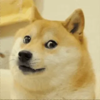 🗣️ doge, meme, dog, shiba inu, internet meme, funny, cute, animal telegram sticker