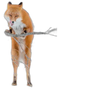 🧍‍♂️ fox, animal, wildlife, nature, red fox, stick, licking telegram sticker