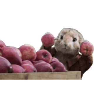 🐇 animal, conejo, manzanas, comida, lindo, conejito whatsapp sticker