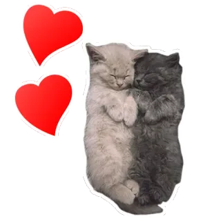 💕 고양이, 새끼 고양이, 귀여운, 사랑, 자는 telegram sticker