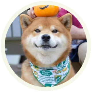 ☺️ Delicious Healthy perro, shiba inu, calabaza, halloween, mascota, animal, pañuelo telegram sticker