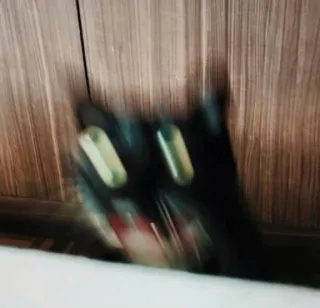 😱 gatto, animale domestico, animale, gatto nero, sfocato, animale domestico, felino telegram sticker