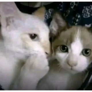 🫢 cats, kittens, cute, animals, pets, close up telegram sticker