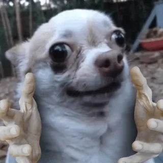 ✋ chihuahua, dog, funny, meme, hands telegram sticker