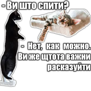 🥱 - Ви што Спити?
- Нет, как можно.
Ви же щтота важни
расказуйти cat, sleeping, funny, meme, russian telegram sticker