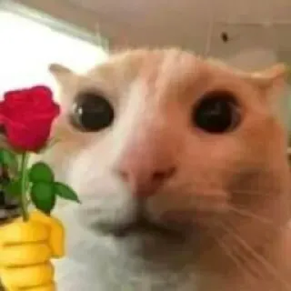 🌷 кот, роза, цветок, животное, милый, любовь telegram sticker