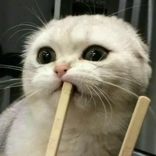 😍 kucing, lucu, binatang, hewan peliharaan, kucing domestik, sumpit telegram sticker