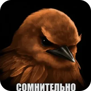 🫥 СОМНИТЕЛЬНО bird, angry, suspicious, meme, skeptical, brown bird telegram sticker
