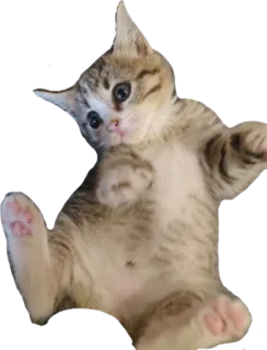 🐹 kucing, anak kucing, lucu, hewan, peliharaan, felin whatsapp sticker