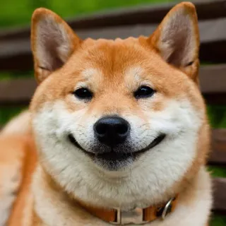 🙂 Hund, Shiba Inu, Lächeln, süß, Tier, Haustier, Haustier, glücklich telegram sticker