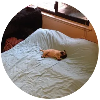 😴 perro, carlino, mascota, animal, cama, perezoso, hogar telegram sticker